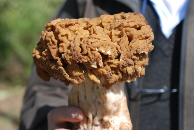 Una Giromitra da guinness records